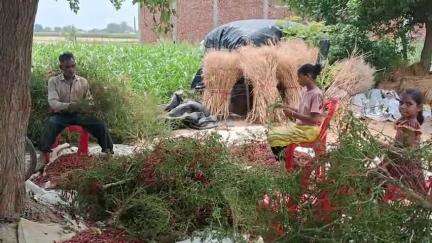 बिल्सी: बिल्सी के किसानों ने 14 फसलों की एमएसपी बढ़ाए जाने पर खुशी जाहिर की, देखें पूरी रिपोर्ट