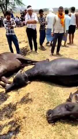 नरवर: नरवर के केखोदा गांव में करंट से सात भैंसों की मौत, ग्रामीणों में आक्रोश