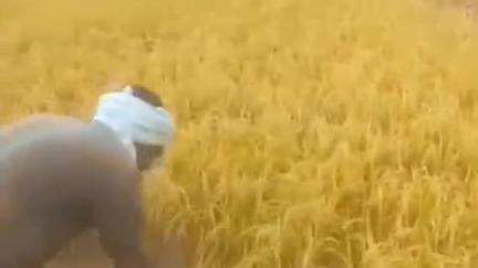 ಅರ್ಕಲ್ಗುಡ್: ಬೀಜಘಟ್ಟ ಗ್ರಾಮದಲ್ಲಿ ಧಾರಾಕಾರ ಮಳೆಗೆ ಕಟಾವಿಗೆ ಬಂದಿದ್ದ ಭತ್ತದ ಗದ್ದೆ ಜಲಾವೃತ