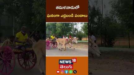 Grand Bullock Cart Races Held in Tamil Nadu’s Thoothukudi District | ఘనంగా ఎడ్లబండి పందాలు #shorts
