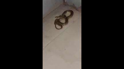 কৃষ্ণনগর ১: কালিরহাটে ব্যক্তির ঘর থেকে উদ্ধার বিষধর সাপ