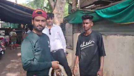 नाशिक: झाडावर आढळला सहा फूट सर्प; मुक्तिधाम समोरील शिवम कॉम्प्लेक्स येथे मोठा गोंधळ