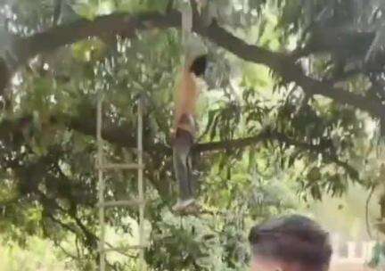 अलीराजपुर: आलीराजपुर के पिथनपुर गांव में युवक की संदिग्ध मौत, आम के पेड़ से लटका मिला शव