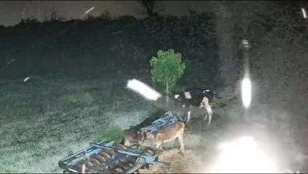 लक्सर: लक्सर क्षेत्र में फिर गुलदार का आतंक और दहशत शुरू, पशुओं पर हमले का CCTV वीडियो भी आया सामने