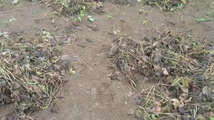 दारव्हा: अवकाळी पावसाचा तळेगावाला तडाखा, नुकसान भरपाईसाठी तहसीलदारांना निवेदन