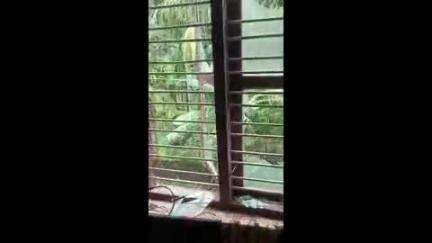വെള്ളരിക്കുണ്ട്: പരപ്പ ഗവ. സ്കൂളിൽ സാമൂഹ്യ ദ്രോഹികളുടെ അഴിഞ്ഞാട്ടം, ജനൽ ഗ്ലാസുകളും ഓടുകളും തകർത്തു