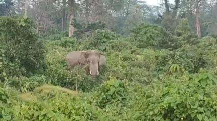 রাজগঞ্জ: বামনডাঙ্গা চাবাগানের ডায়না লাইনের কাছে আচমকাই একটি বুনো দাতাল হাতি চলে আসে, এলাকায় আতঙ্ক