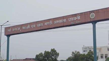 अम्बाला: मंदिरों में आनी शुरू हुई सूरजमुखी की फसल