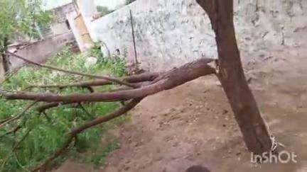 पोकरण: तेज आंधी के साथ पोकरण में बरसात से गर्मी से मिली राहत, लेकिन आंधी से पेड़ और विद्युत पोल धराशाई, बिजली गुल