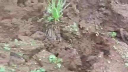 உதகமண்டலம்: ஊட்டியில் இடையறாத கனமழை: குருத்துக்குளி, பசவகல் பகுதிகளில் வீடுகளில் விரிசல் – பொதுமக்களில் அச்சம்