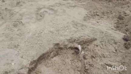 जालना: घाणेवाडी जलाशयातून होत असलेला अवैध वाळू उपसा थांबवा  महापालिकेच्या पाणीपुरवठा विभागाचं जालना तहसील कार्यालयाला निवेदन.