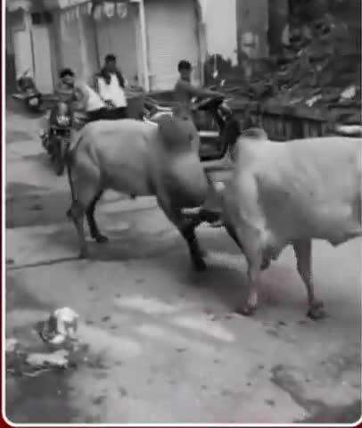 पाथर्डी: पाथर्डी शहरात भर बाजारपेठेतील गांधी चौकात दोन वळू भिडले एक एक जण वाळूच्या हल्ल्यात जखमी