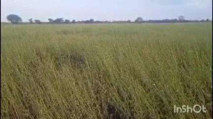 திருவாரூர்: தொடர்ந்து பெய்த மழையால் திருவாரூர் மாவட்டத்தில் அறுவடைக்கு தயாராக இருந்த பத்தாயிரம் ஏக்கர் எள்செடிகள் வாடியதால் விவசாயிகள் வேதனை