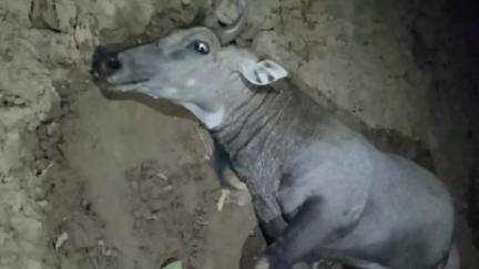 सहार: गुलजारपुर गांव के समीप आरा सहार रोड पर तेज रफ्तार गाड़ी की टक्कर से नीलगाय घायल, ग्रामीणों ने अपने स्तर से किया इलाज