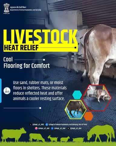 Livestock Heat Relief
Cool Flooring for Comfort : Use sand, rubber mats, or moist flooring in shelters to reduce reflected heat and keep your animals cool and comfortable.
#LivestockCare #HeatRelief #CoolShelters #DAHD #animalwelfare