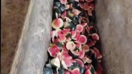 चूरू: चूरू में एफसीसी क्लब की पहल, गर्मी में नंदी गो सेवा धाम में सदस्यों ने गोवंशों को खिलाया 34 क्विंटल तरबूज