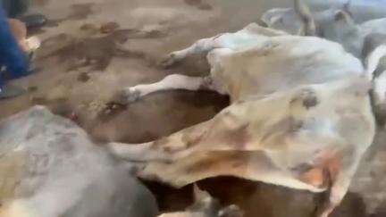 गाय संरक्षण के लिए यह दुनिया की सर्वश्रेष्ठ योजना है कृपया इसे शेयर करके सही लोगों तक पहुंचाइये