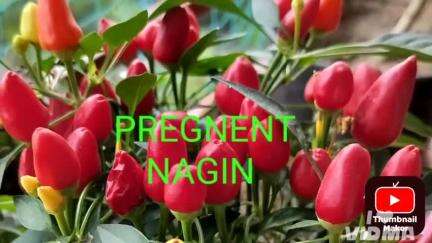 PREGNENT NAGIN गर्भवती नागिन