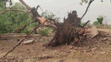 बेगुं: बेगू क्षेत्र में गुरुवार शाम को चली तेज हवाओं के कारण किसानों को हुआ नुकसान, नरसिंहपुरा में उड़े चद्दर, पेड़ हुए धराशाई