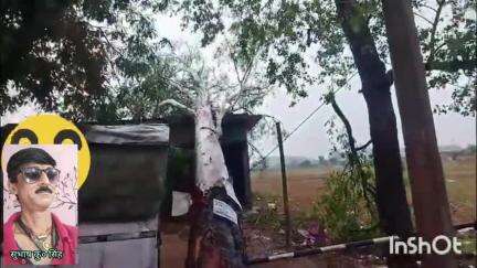 जमुई :कल आंधी और तूफान ने गरीबों के आशियाना को उजाड़ा ' वन विभाग की टीम घर पर गिरे पेड़ की कटाई कर हटाते हुए......