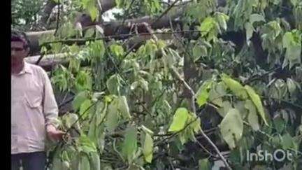 बड़सर: मैहरे के साथ लगते गांव घुमारवीं में रिहायशी मकान पर गिरा पेड़, हादसे में नहीं हुआ कोई हताहत