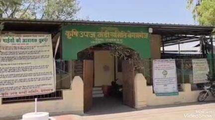 बेगमगंज: बेगमगंज आवारा मवेशियों से गल्ला व्यापारी परेशान , 
कृषि मंडी की लापरवाही #jansamasya