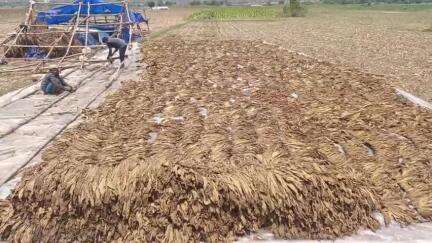 గిద్దలూరు: కొమరోలు మండలంలో అకాల వర్షాల వల్ల తీవ్రంగా నష్టపోయిన పొగాకు రైతులు, ప్రభుత్వం ఆదుకోవాలని వేడుకోలు