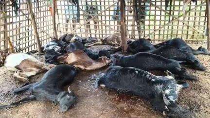 కనిగిరి: కలగట్ల గ్రామంలో పిడుగుపాటుకు గురై 18 మేకలు మృతి