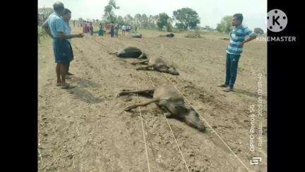 వైరా: కారేపల్లి మండలం బొక్కల తండాలో ప్రమాదవశాత్తు కరెంటు తీగలుతాయి 6 గేదెలు మృతి