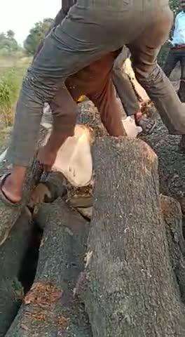 वन विभाग राघोगढ़ में वन विभाग की मौजूदगी में और वन विभाग की लापरवाही की वजह से रोजाना की हजारों की तादात में हर गले पेड़