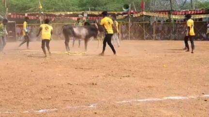 திருச்சுழி: அம்மன் பட்டி கிராமத்தில் கோவில் திருவிழாவை முன்னிட்டு வடமாடு மஞ்சுவிரட்டு போட்டி விமர்சையாக நடைபெற்றது