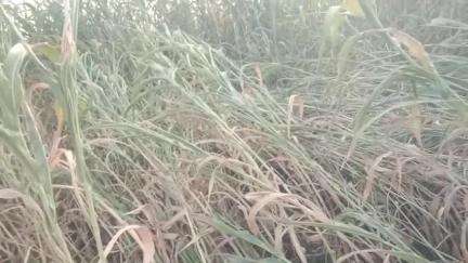 सेनगाव: तालुक्यात पाण्याअभावी उन्हाळी पिके करपली, शेतकरी चिंतेत #jansamsaya