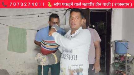 21 अप्रैल 2025 को पाली के अम्बेडकर नगर स्थित गोपाल जी नवल में घर में आया सांप महावीर जैन 7073274011 ने पकड़ा