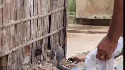 হোজাই: কৃষ্ণনগৰ বেলতলাত এজন লোকৰ বাসগৃহত উদ্ধাৰ দুডাল বিষাক্ত ফেটি সাপ