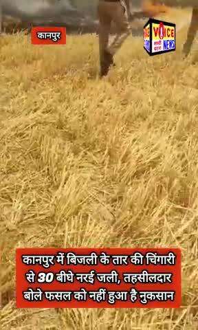कानपुर में बिजली के तार की चिंगारी से 30 बीघे नरई जली, तहसीलदार बोले फसल को नहीं हुआ है नुकसान #viral #Bijali