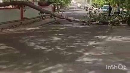 सिरोही: कलेक्ट्रेट मार्ग पर गिरी पेड़ की डाल, दो पहिया वाहनों को छोड़ सभी का आवागमन रुका, आधा किमी का चक्कर लगाना पड़ा