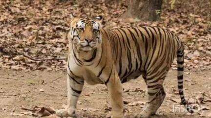 यवतमाळ: लोणाडी,सिंदखेड शेत शिवारात वाघाच्या दर्शनाने नागरिकात भीतीचे वातावरण