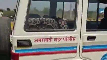 अमरावती: गोवंश तस्करीचा प्रयत्न फसला, कठोरा बुजरूक येथे गोरक्षकांनी अडविले वाहन