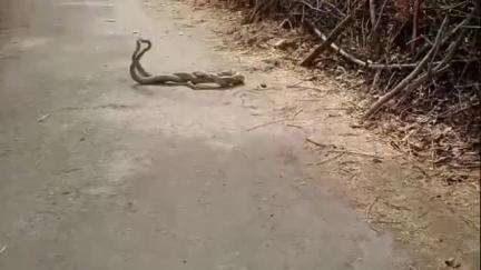 डूंगला: भोपजी का खेड़ा गांव में सड़क पर नाग और नागिन की हुई झड़प, मौके पर जमा हुई भीड़