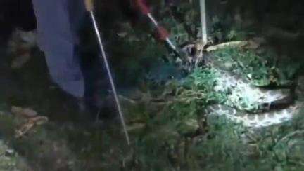 ঝালদা ১: সুইসা PNB ব্যাংকের কাছের ঝোঁপ থেকে বিশালাকৃতির পাইথন উদ্ধার