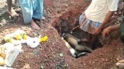 ಕುಂದಗೋಳ: ವಿಷಪೂರಿತ ಆಹಾರ ಸೇವಿಸಿ ಮಂಗಗಳು ಸಾವನ್ನಪ್ಪಿದ ಘಟನೆ ಕುಂದಗೋಳ ತಾಲೂಕಿನ ಗುಡೇನಕಟ್ಟಿ ಗ್ರಾಮದಲ್ಲಿ ನಡೆದಿದೆ