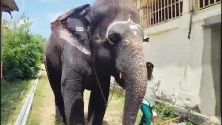 இராமேஸ்வரம்: எப்பா என்ன வெயிலு-  நந்தவனத்தில் நீச்சல் குளத்தில் ஆனந்த குளியல் போட்ட கோவில் யானை ராமலெட்சுமி