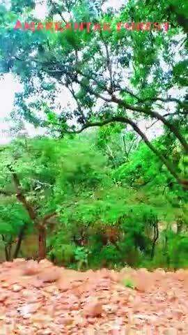 Amarkantak forest ke najare#like
