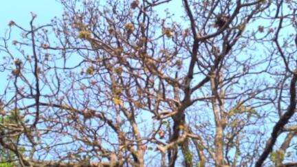 ତେଲକୋଇ: ମହୁଲ ଫୁଲର ଅଭାବି ବିକ୍ରି ମହୁଲ ଫୁଲକୁ ନେଇ ସମସ୍ୟାରେ ଲୋକେ ତେଲକୋଇ ବ୍ଲକ ବଳଭଦ୍ର ପୂର , କାନ୍ତ ଲ ସୁଆଁ ଗାଁରୁ ଦେଖିବା ଖବର #Jansamasya