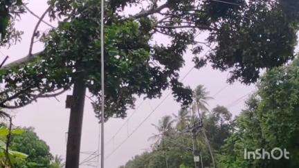 ചിറയിൻകീഴ്: കടയ്ക്കാവൂരിലും മുരുക്കുംപുഴയിലും കഴക്കൂട്ടത്തും റെയിൽവേ ട്രാക്കിലേക്ക് മരം വീണു