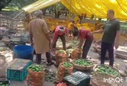 बेहट: बेहट मिर्ज़ापुर मे आये आंधी तूफान से आम की फसलों को हुआ नुकसान, किसानों ने की मुआवजे की मांग #Jansamasya