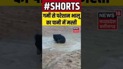 Kanker: उमस और गर्मी से परेशान भालू का नहाते हुए वीडियो हुआ वायरल। Shorts | N18S