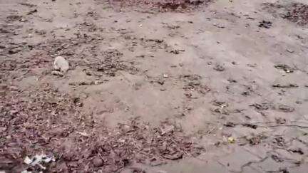 करनाल: करनाल के नजदीक तरावड़ी में दुकानों के आगे गंदगी की जन समस्या को लेकर दुकानदारों ने किया रोज व्यक्त#janasamsaya