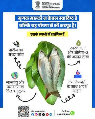 मृगल मछली सिर्फ एक खाद्य विकल्प नहीं, बल्कि सेहत और संतुलन का प्रतीक है। यह कम कैलोरी में ज़रूरी पोषक तत्व प्रदान करती है और जलवायु के अनुकूल होकर टिकाऊ मत्स्य पालन को बढ़ावा देती है। स्वाद, सेहत और पर्यावरण का एक साथ ख्याल।