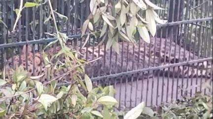 আমগুৰি: টিঙিৰীপাম অভয়পুৰীয়া গাঁ‌ৱৰ নামদাং নদীৰ কাষত পিঞ্জৰাৱদ্ধ হল এটা প্ৰকাণ্ড নাহৰফুটুকী